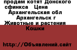 продам котят Донского сфинкса › Цена ­ 10 000 - Архангельская обл., Архангельск г. Животные и растения » Кошки   